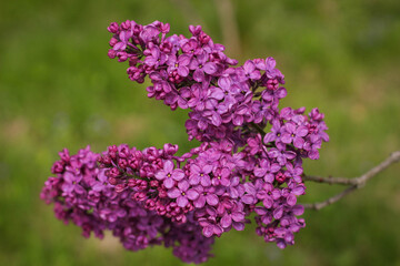 Blossom lilac flowers in spring. Spring blooming lilac. Flowering garden plants.
