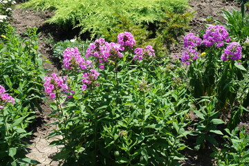 Fototapeta premium Pink flowers of Phlox paniculata in June