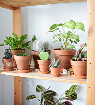 Green house plants in terracotta pots, wooden shelf and white wall	