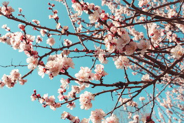 Spring flowers on blooming apricot tree branch. Apricot tree in bloom against blue sky