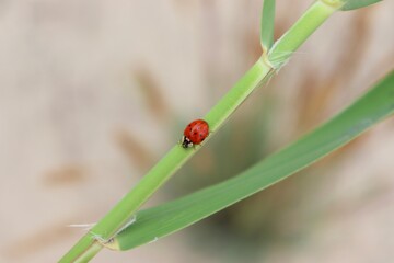 Ladybug sitting on green diagonal grass-blade on blurred beige background. Ladybird on grass stem wallpaper with copy space closeup. Lady beetle top view macro detail with bokeh.