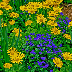 Doronicum with Myosotis sylvatica close up in a flower border © Garden Guru
