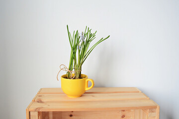 Yellow cup with muscari on wooden box over white	