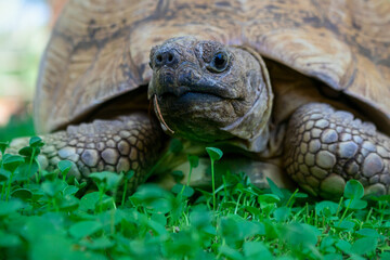 Close up of a cute turtle lying in the green grass.