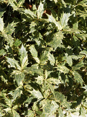 (Osmanthus heterophyllus 'Goshiki') Stachelblättrige Duftblüte. Strauch mit stechpalmenartig geformten, cremeweiß panaschierten Blätter, grau oder schwärzlich Borke und flaumig behaart Zweige