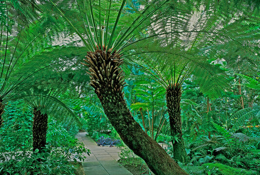  Dicksonia Antarctica in an exotic Palm House