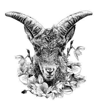 full face symmetrical goat head with large horns decorated with flowers Antigonon leptopus, sketch vector graphics monochrome illustration on white background