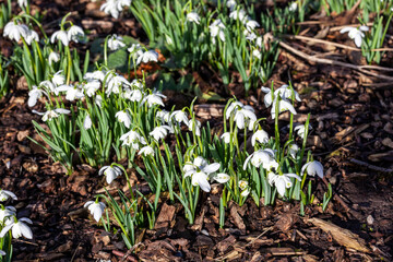 Snowdrops (galanthus) Flore Pleno an  early winter spring flowering  bulbous plant with a white springtime double flower which opens in January and February in a woodland wildflower setting, photo