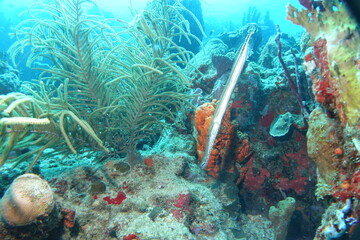 Diving, Wrecks, Caribbean, Windward Islands, Dominica, Guadeloupe, Martinique