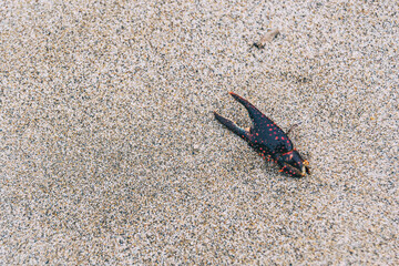 crab claw buried in the sand
