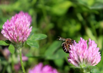 Macro honeybee pollinating purple blooming Clover (Trifolium) flower. Apis Mellifera bee looking for nectar on trefoil blossom. Closeup, detail, bokeh blur background, copy space. Soft selective focus