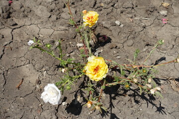 Yellow and white double flowers of Portulaca grandiflora in July