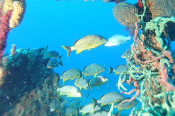 Diving, Wrecks, Caribbean, Windward Islands, Dominica, Guadeloupe, Martinique