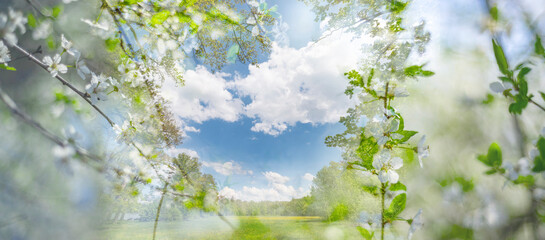 spring meadow with big old oaks