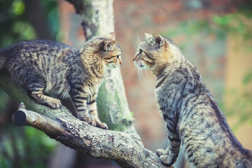 Two cats sit on a tree branch in the garden