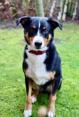 portrait of a black and white dog