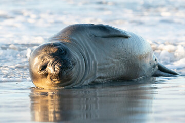 Elephant seal on the beatch
