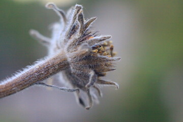increible closeup de hermosas flores unas secas y unas algo raras, increible los detalles de la naturaleza 