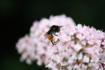 Red-tailed bumblebee gathering nectar and pollen from a flower