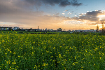 sunset over a flowery field