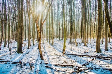 Magic forest during winter with falling snow sunny day. Snow forest snowfall. Christmas Winter New Year background magnificent scenery.Cold temperature