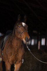 Beautiful horse portrait on the dark background in stable