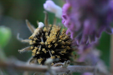 increible closeup de hermosas flores unas secas y unas algo raras, increible los detalles de la naturaleza 