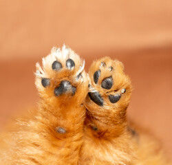 Cute dog paws, close up.