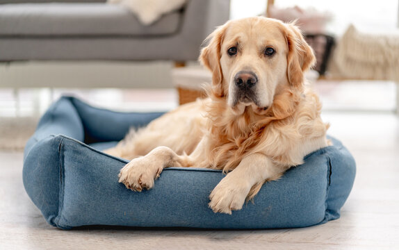 Homes for Pets: The Ultimate Guide to Pet Furniture