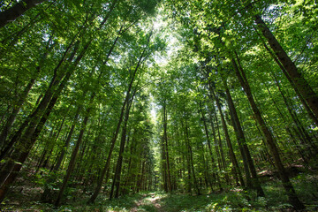 Fototapeta na wymiar trees in green forest 