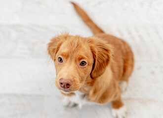 Toller puppy having fun at home