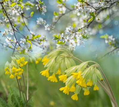 Primrose , Primula  - Spring Flower