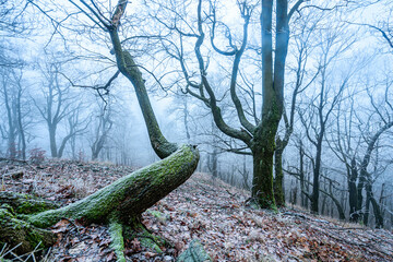 Ruzovsky Vrch at Czech Switzerland NP covered in frost in a foggy winter morning .
