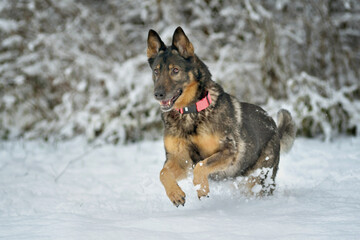 German Shepherd running in Snow