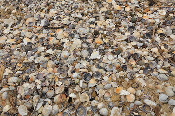 Nahaufnahme von vielen Muschelschalen