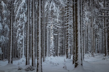 frosty winter landscape in snowy forest