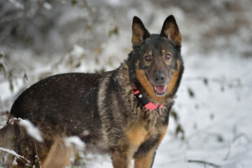 German Shepherd in Snow