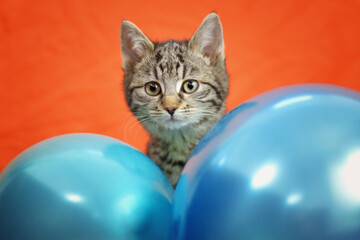Fototapeta na wymiar Tabby cat with blue balloons on an orange background