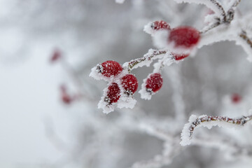 Rose hips covered in snow and ice