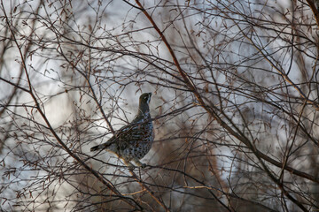 Black grouse on a tree branch (close-up)