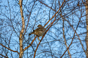Black grouse on a tree branch (close-up)