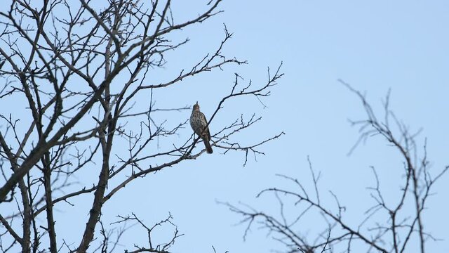 songbird sings the spring song beautifully