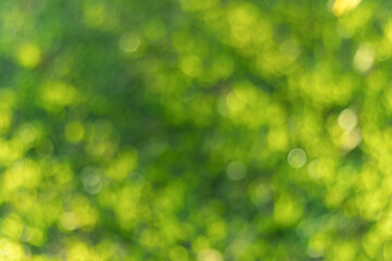 Fototapeta premium Green abstract blurred light bokeh background.
