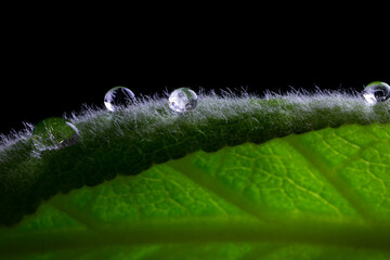 Closeup detail with water drop on green leaf