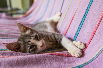 ソファーでゴロゴロしている子猫