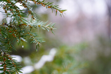 Dew drops dripping from the needles of the tree.