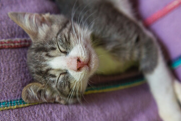 Fototapeta na wymiar 笑顔で寝ている子猫