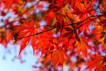 日本の秋の風景 赤い 鮮やか 紅葉 もみじ 美しい