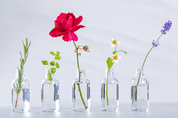 Transparent bottles with fresh herbs for aromatherapy
