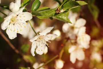 Branch with white flowers and fresh green leaves.Spring fresh, fragrant flower.Delicate blossom of beautiful cherry tree.